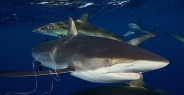 shark_silky_far_jar_h_0364_cub1652.jpg